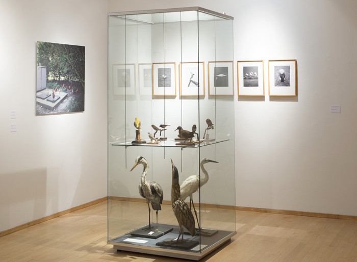 Ornithology, Natural History Museum (2016, Rotterdam)
